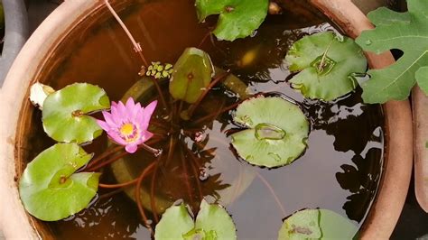 蓮花水缸風水